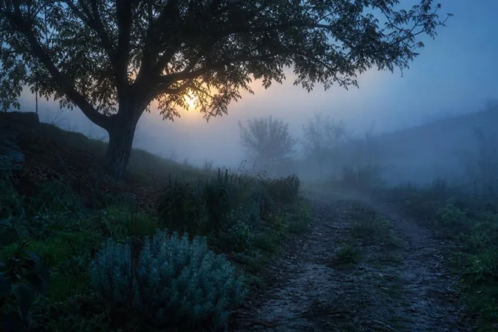 Un sentiero umido all'alba vicino a un noce, con erbe sparse e foschia fredda